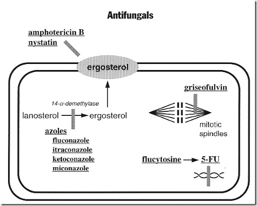 AntifungalChart
