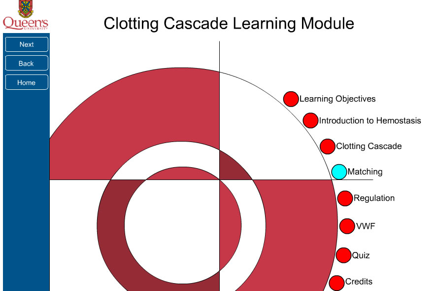 Clotting cascade