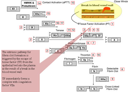 Clotting factors