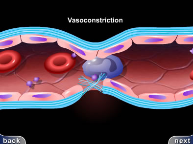 hemostasis