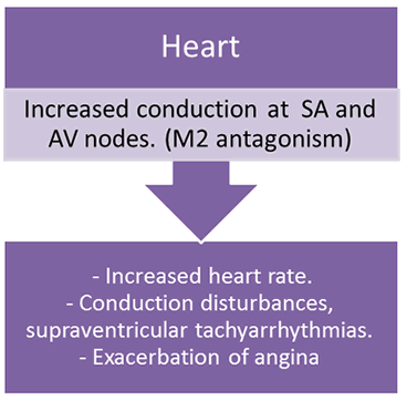 Heart anticholinergic effects